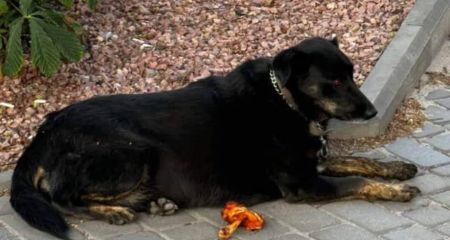 В Каменском собака уже несколько дней ждет хозяина, которого забрала скорая (ФОТО)