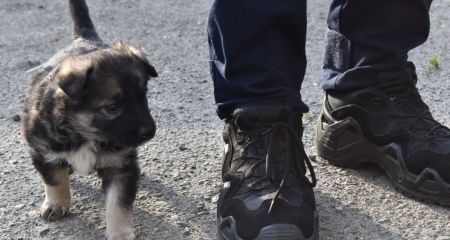 У Дніпрі поліцейські шукають господарів бездомним цуценятам (ФОТО)