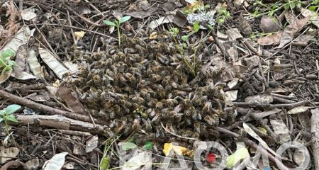 У Кривому Розі відвідувачів скверу налякало гігантське бджолине гніздо (ФОТО, ВІДЕО)