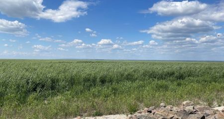 Гектары леса вместо воды: во что превратился берег Каховского водохранилища на Днепропетровщине