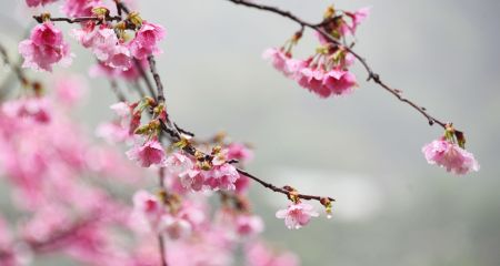 На місці ракетного удару по багатоповерхівці у Кривому Розі висадили дерева (ФОТО)