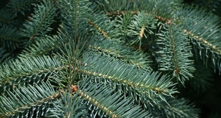 У Дніпрі розшукують хуліганів, які спиляли багаторічну блакитну ялинку (ВІДЕО)